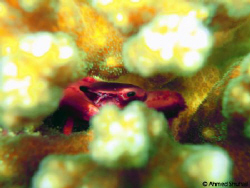 Red Coral Crab, Trapezia Cymodoce, hiding in the coral pl... by Ahmed Shuhail 